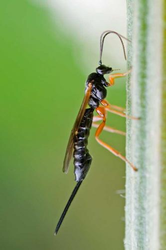 Scambus sp.