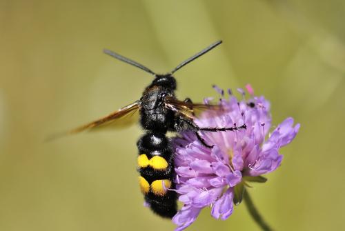 Réf. 103 805 : Megascolia maculata