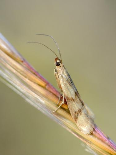 Homoeosoma sinuella