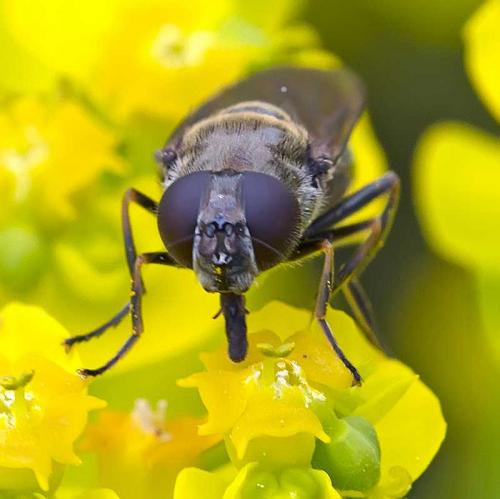 Cheilosia barbata