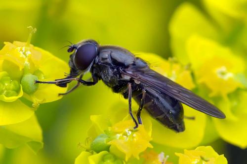 Cheilosia barbata