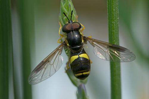 Réf. 103 310 : Chrysotoxum bicinctum