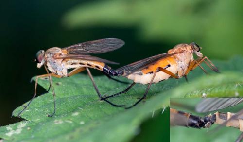 Réf. 103 887 : Rhagio tringarius