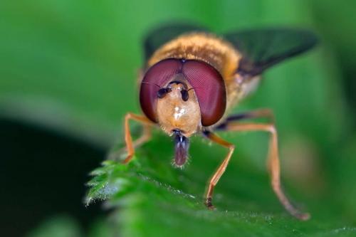 Syrphus vitripennis