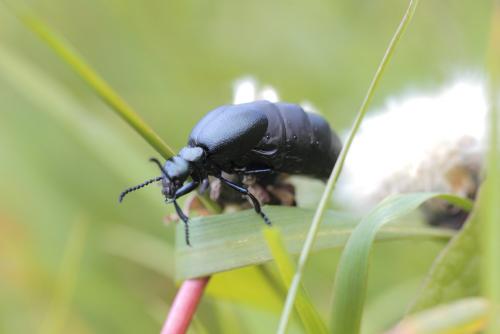 Meloe brevicollis