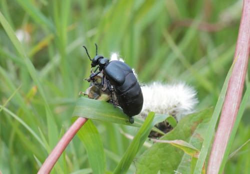 Meloe brevicollis