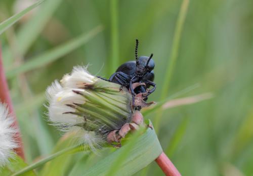 Meloe brevicollis