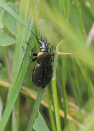 Carabus monilis