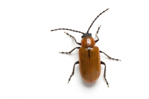 Réf. 103 538 : Exosoma lusitanicum