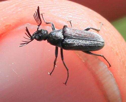 Réf. 103 291 : Ptilophorus dufourii