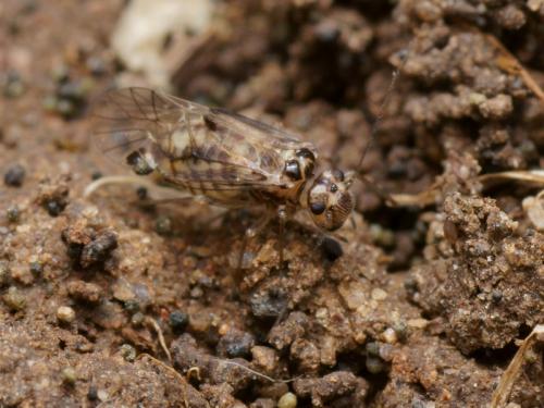 Psocus bipunctatus