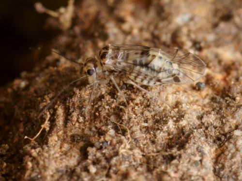 Psocus bipunctatus