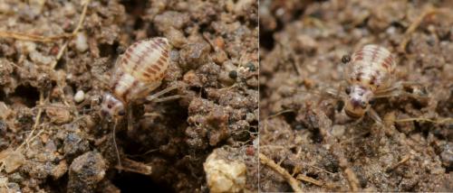 Réf. 103 226 : Psocus bipunctatus