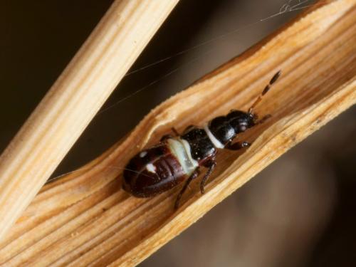 Réf. 103 748 : Heterogaster artemisiae