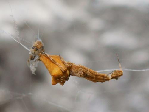 Uloborus plumipes