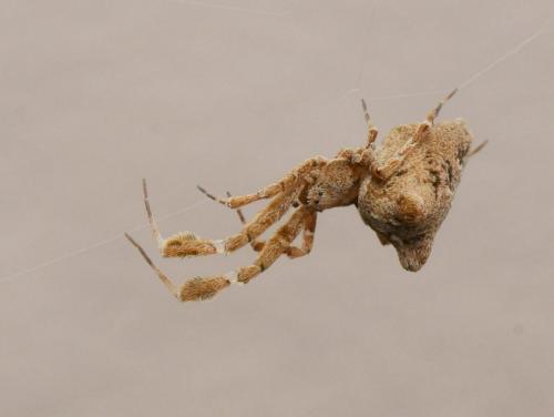 Uloborus plumipes