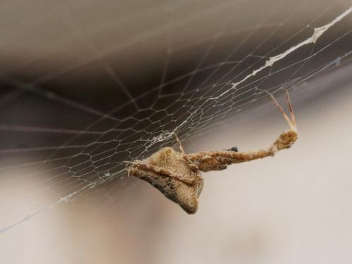 Uloborus plumipes