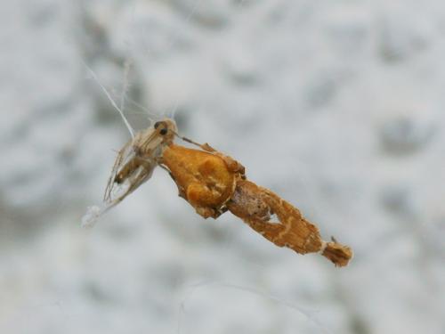 Uloborus plumipes