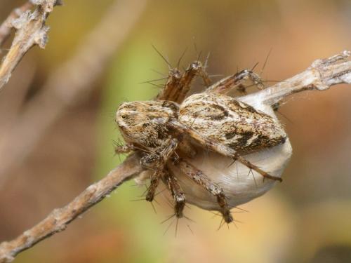 Oxyopes heterophthalmus