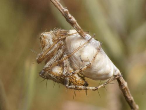 Oxyopes heterophthalmus