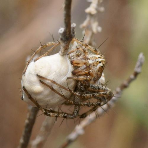 Oxyopes heterophthalmus