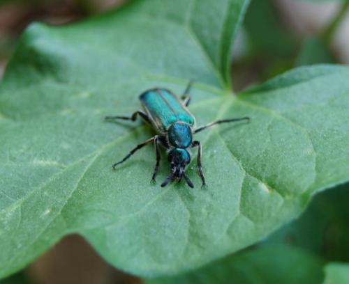 Réf. 103 791 : Cerocoma schreberi