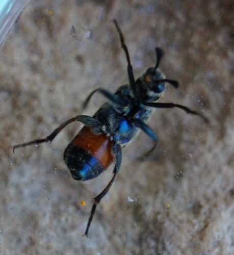 Cerocoma schreberi