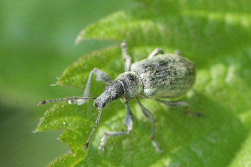 Phyllobius pomaceus