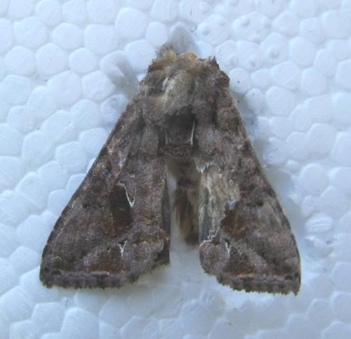 Ctenoplusia accentifera