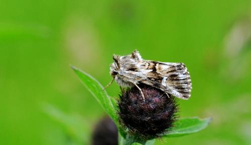 Calophasia lunula