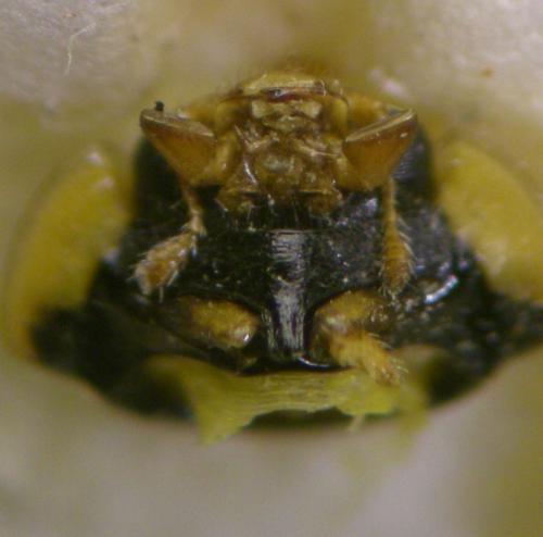 Adalia decempunctata