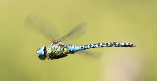 Aeshna affinis