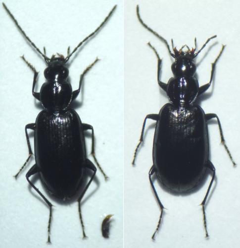 Réf. 103 184 : Agonum gracile