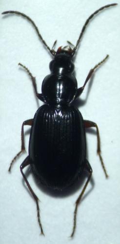 Réf. 103 185 : Agonum fuliginosum