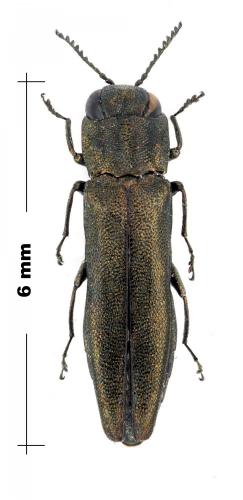 Réf. 103 969 : Agrilus sp.