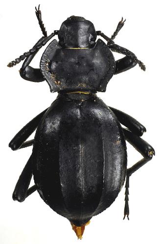 Akis trilineata