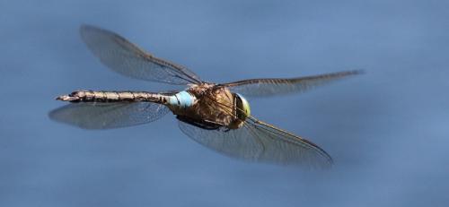 Anax parthenope