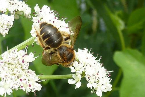 Andrena labialis