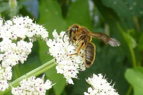 Réf. 103 399 : Andrena labialis