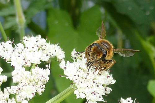 Andrena labialis