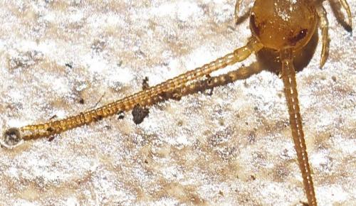 Lithobius sp.