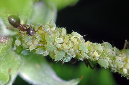 Aphis idaei