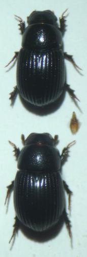 Ammoecius brevis