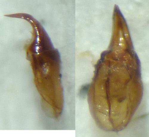 Ammoecius brevis
