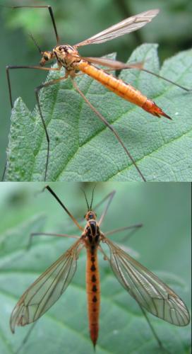 Nephrotoma flavescens
