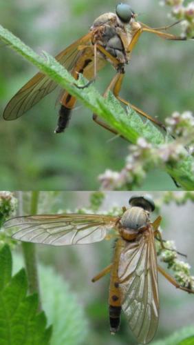 Rhagio tringarius
