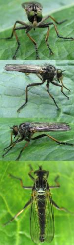 Neoitamus sp.