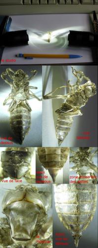 Orthetrum cancellatum