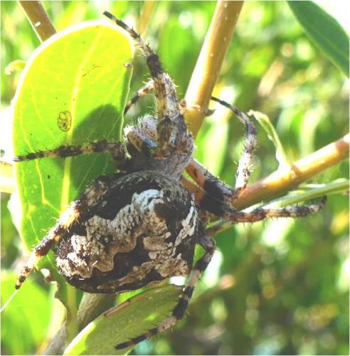 Araneus sp.
