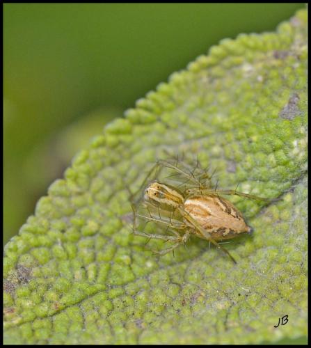 Réf. 103 658 : Oxyopes lineatus